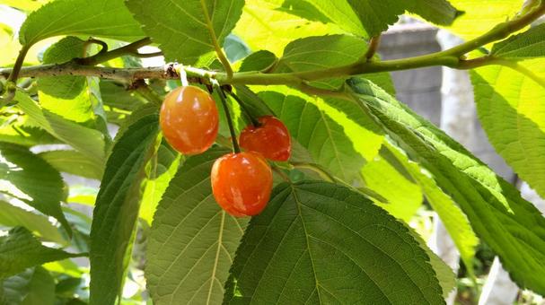 木に生るさくらんぼ 木に生るさくらんぼ さくらんぼ,フルーツ,グリーンの写真素材