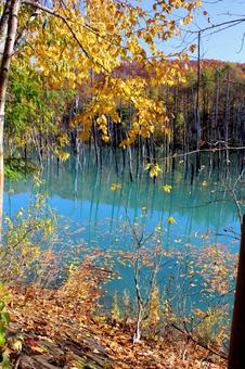紅葉シーズンの美瑛 青い池の写真