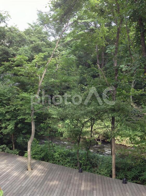 軽井沢の風景 自然,木,風景の写真素材