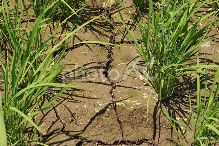 稲の生育状況　イメージ素材 米,新米,こめの写真素材