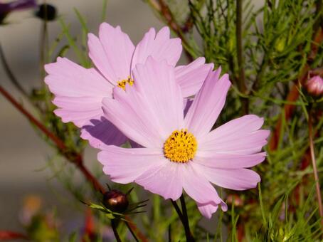 【花の写真】コスモス（秋桜） コスモス,秋桜,自然の写真素材