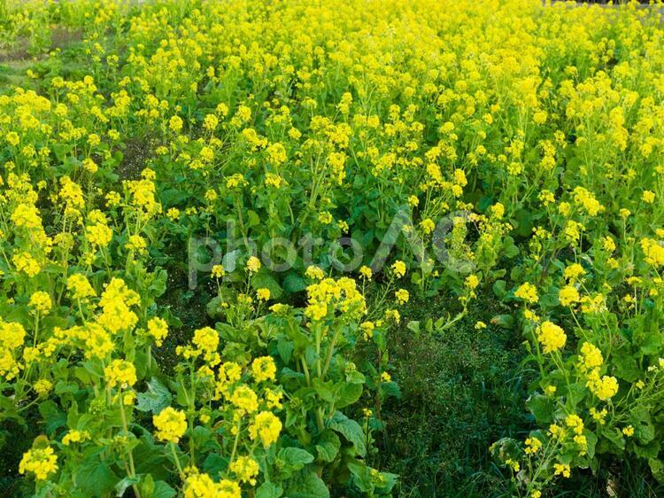 菜の花（手前にスペースあり） 菜の花,菜の花畑,花の写真素材