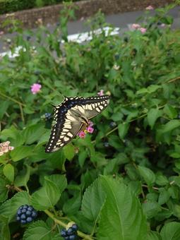 キアゲハ 蝶,チョウ,昆虫の写真素材