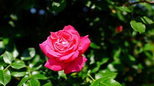 バラの花 バラの花の写真