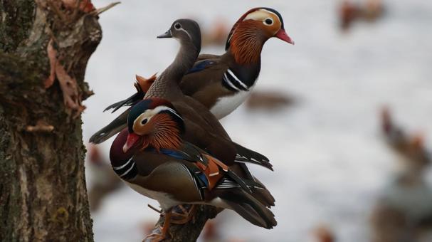 オシドリ団らん オシドリ団らん 自然,野鳥,鳥の写真素材