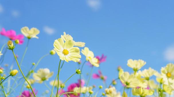 カラフルなコスモスと青空 カラフルなコスモスと青空 コスモス,花,青空の写真素材