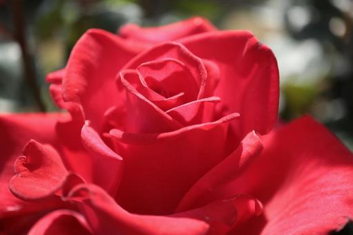 バラ園にて赤い薔薇を撮った写真 バラ園にて赤い薔薇を撮った写真の写真