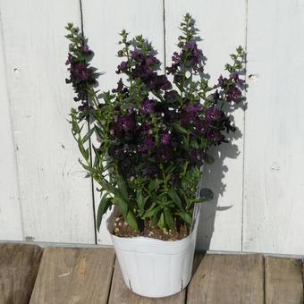 Angelonia Angel Flare Black, JPG
