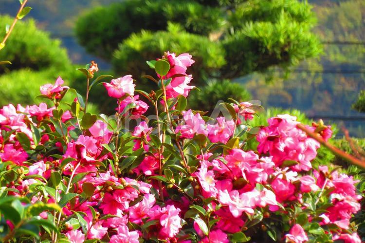 １１月下旬の陽を浴びるピンク色のサザンカの花 背景,山茶花,サザンカの写真素材