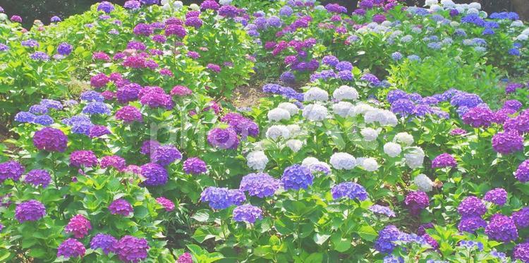 カラフルで美しい色合いのあじさい園 あじさい,紫陽花,アジサイの写真素材