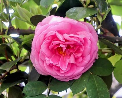 マリー・アントワネットが愛した花 マリー・アントワネットが愛した花の写真