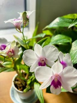 デンドロビウム デンドロビウム 植物,ラン,蘭の写真素材