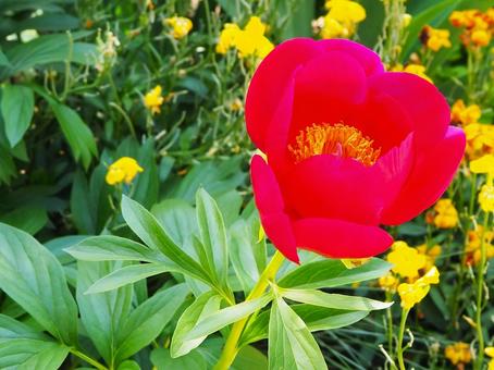 Photo, peony, peony root, red, 
