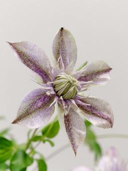 クレマチスの花【水面の妖精】 クレマチスの花【水面の妖精】の写真