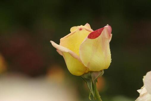 雨とバラ 雨とバラの写真