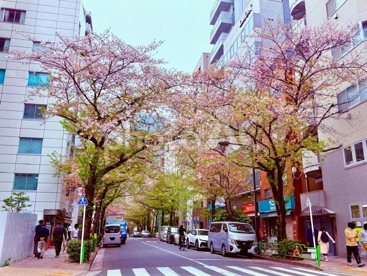 茅場町の街角と桜並木 空,春,桜の写真素材