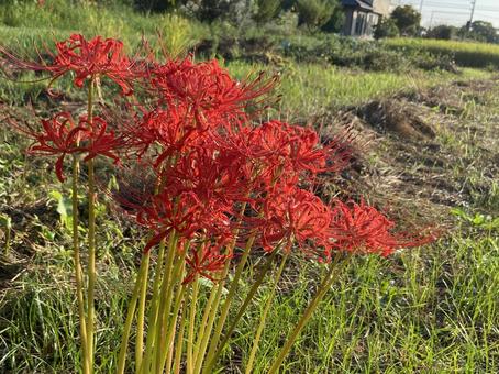 彼岸花 彼岸花 9月下旬,秋,風景の写真素材