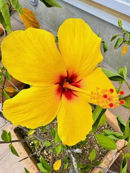 ハイビスカス ハイビスカス ハイビスカス,花,アオイ科の写真素材