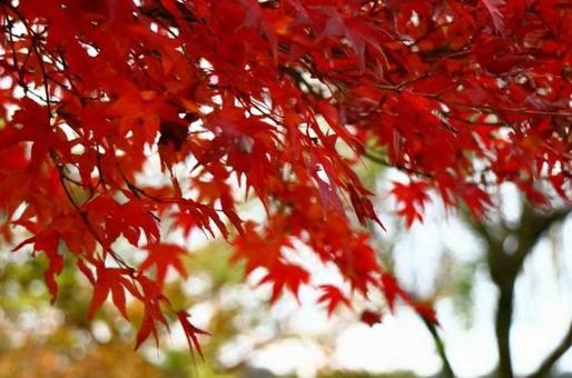 赤い紅葉 赤い紅葉の写真
