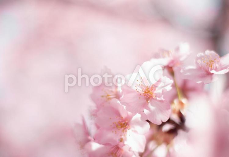 ふんわり河津桜 ピンク,桜,ふんわりの写真素材
