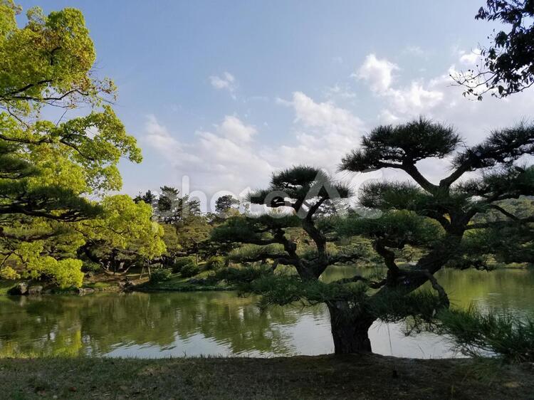松の木 公園,旅,木の写真素材