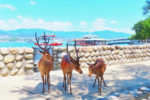 【広島県】宮島フェリーと鹿 【広島県】宮島フェリーと鹿 鹿,野生,宮島の写真素材