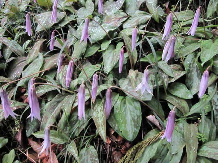雨に濡れるカタクリの花 カタクリ,片栗,ユリ科の写真素材