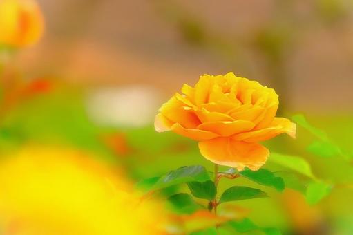 開花した爽やかな黄色の秋薔薇 植物,花,薔薇の写真素材