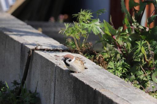 石壁の上で秋の陽に照らされるスズメ スズメ,雀,鳥の写真素材