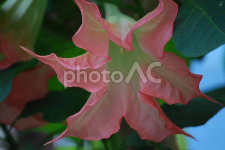 赤いレースのような花のつぼみ アップ,植物,花の写真素材