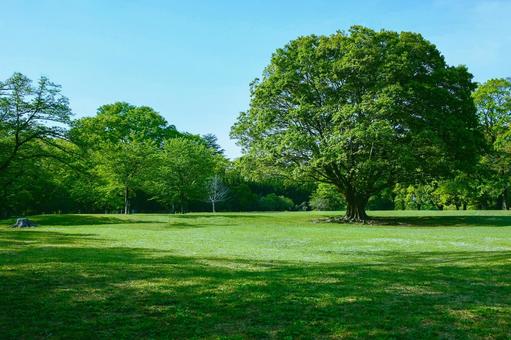 緑の公園 緑の公園 森,緑,木の写真素材