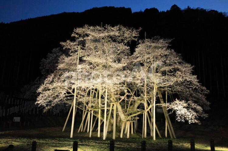 根尾谷淡墨桜 桜,夜桜,日本三大桜の写真素材