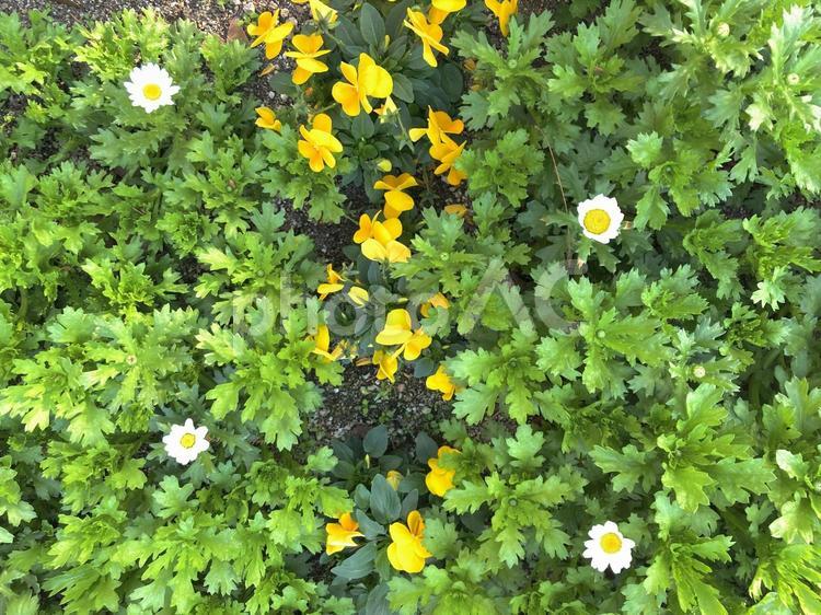 黄色の花と緑 黄色の花,緑の葉っぱ,白い花の写真素材