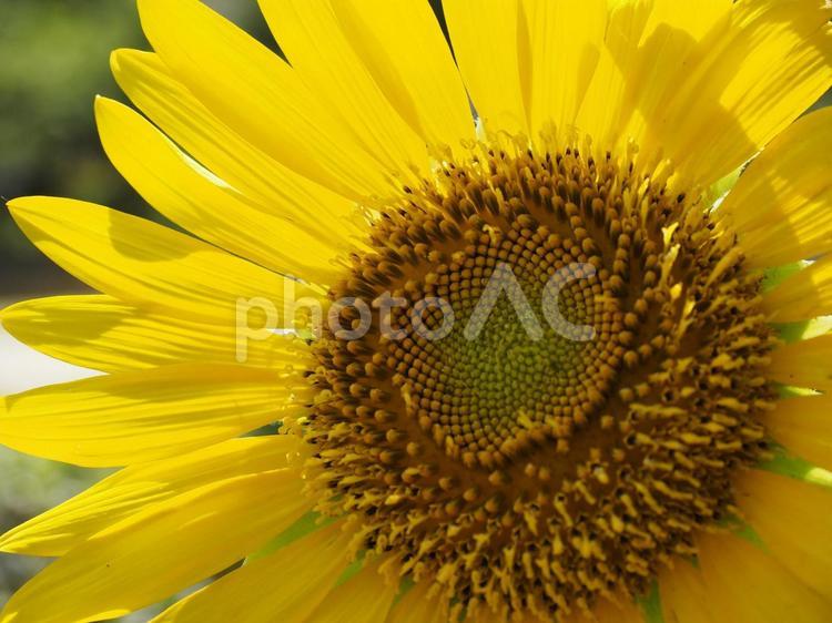 ひまわりの花（沖縄県那覇市） ひまわり,ヒマワリ,花の写真素材