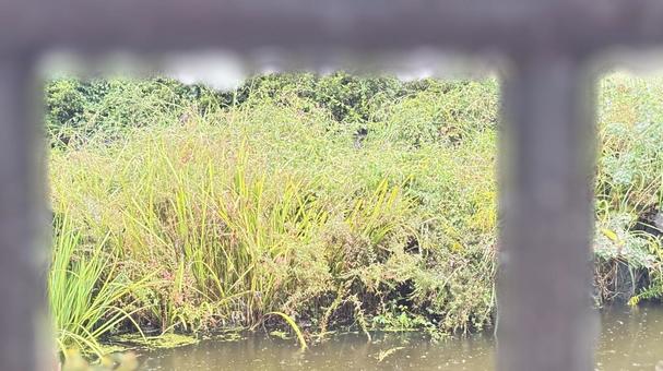 雨の日 水辺,フェンス,水滴の写真素材