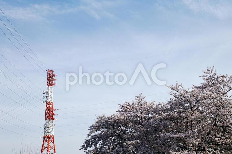鉄塔がある風景 鉄塔,送電線,桜の写真素材