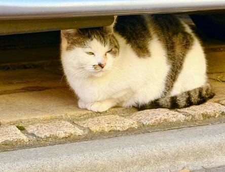 眠そうな猫 猫,ネコ,背景の写真素材