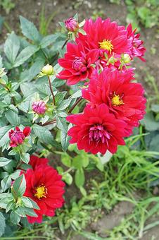 宝塚ダリア園秋　ダリア66　リズモア 宝塚市,宝塚ダリア園,ダリアの写真素材