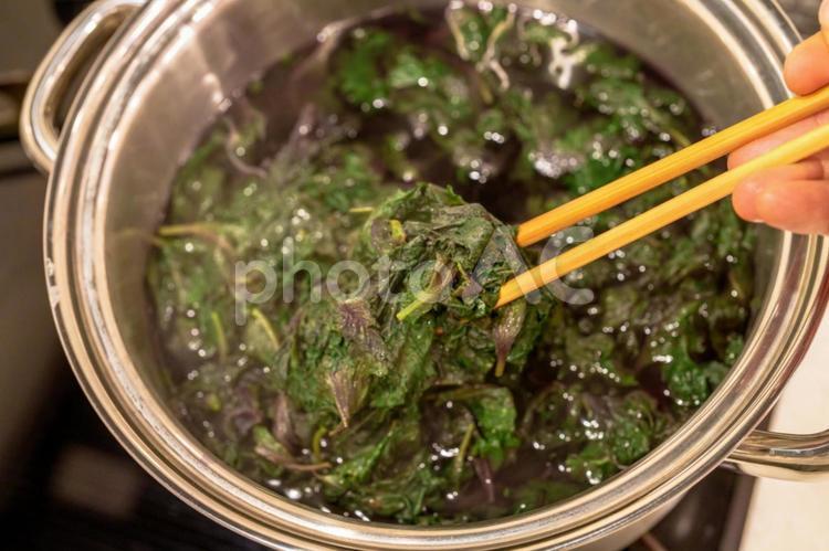 赤紫蘇の色味が抜けたところ 食べ物,赤紫蘇,夏の写真素材