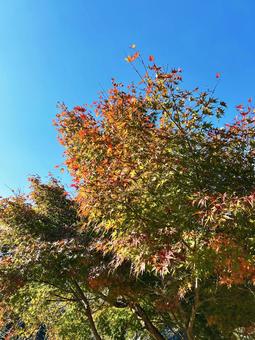青空と色鮮やかなモミジ 空,モミジ,紅葉の写真素材