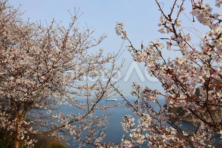 ４月上旬の大崎の鼻からの桜と瀬戸内海 桜,花,植物の写真素材