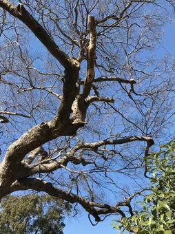 枯れ木と冬の青空の写真
