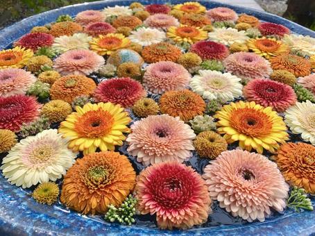 色鮮やかな花手水23 花手水,はなちょうず,手水舎の写真素材