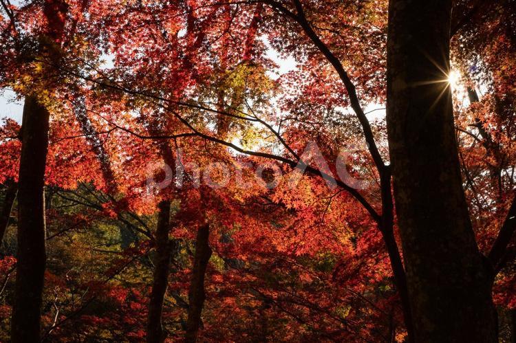 紅葉・神戸森林植物園 紅葉,秋,もみじの写真素材