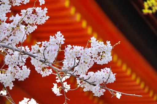 桜 桜の写真