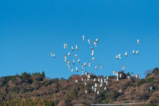 宙を舞うハトの群れ ハト,野鳥,鳥の写真素材