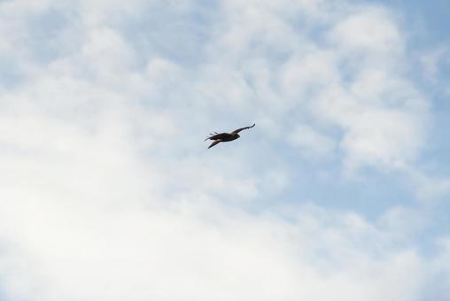 大空を優雅に舞うトビ 大空を優雅に舞うトビ トビ,野鳥,鳥の写真素材