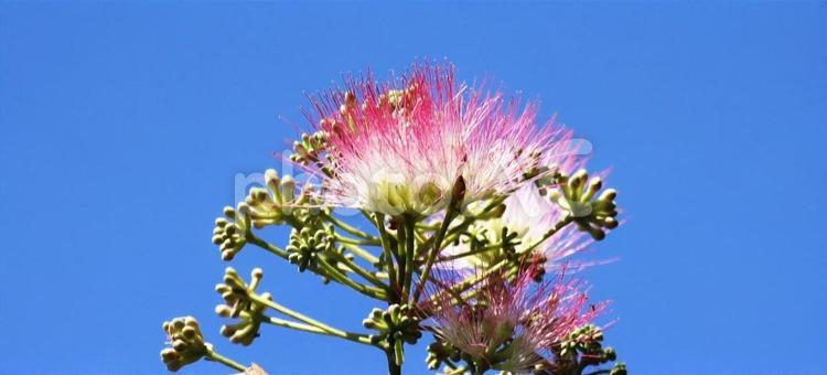 青空を背景に咲くネムノキの花 ネムノキ,花,ピンクの写真素材