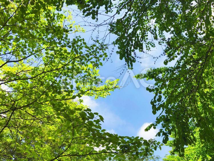 空と木々 空,木,自然の写真素材