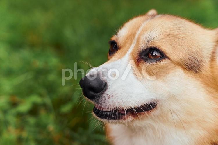凛々しいコーギーの顔のアップ 犬,コーギー,かわいいの写真素材